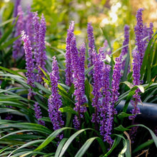 Load image into Gallery viewer, Liriope muscari ‘Royal Purple'
