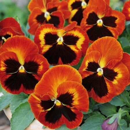 Pansy 'Solar Flare'