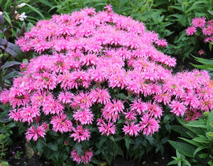 Bee Balm Monarda "Balmy Pink"