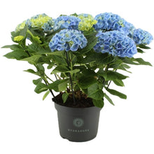 Load image into Gallery viewer, Indoor Blooming Hydrangea W/ Pot Cover

