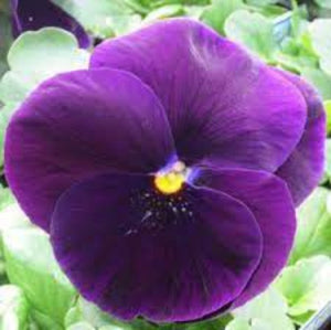 Pansy 'Delta Clear Violet'