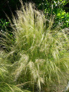 Nassella tenuissima 'Mexican Feather Grass'