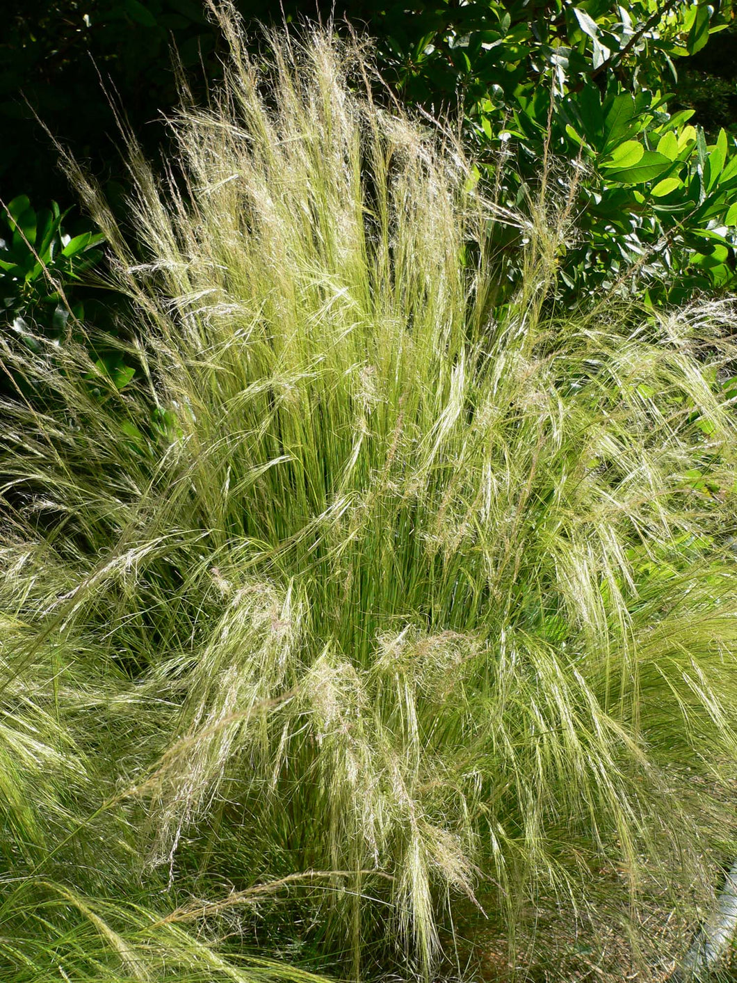 Nassella tenuissima 'Mexican Feather Grass'