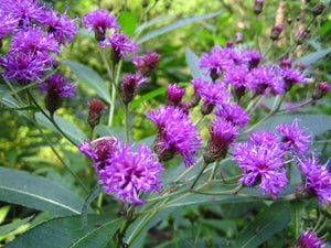 Vernonia noveboracensis 'New York Ironweed'