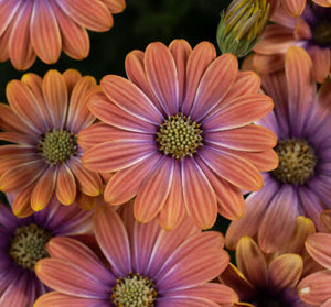 Osteo 'Besties Dynamic Bicolor' – Denchfield Nursery, Inc.