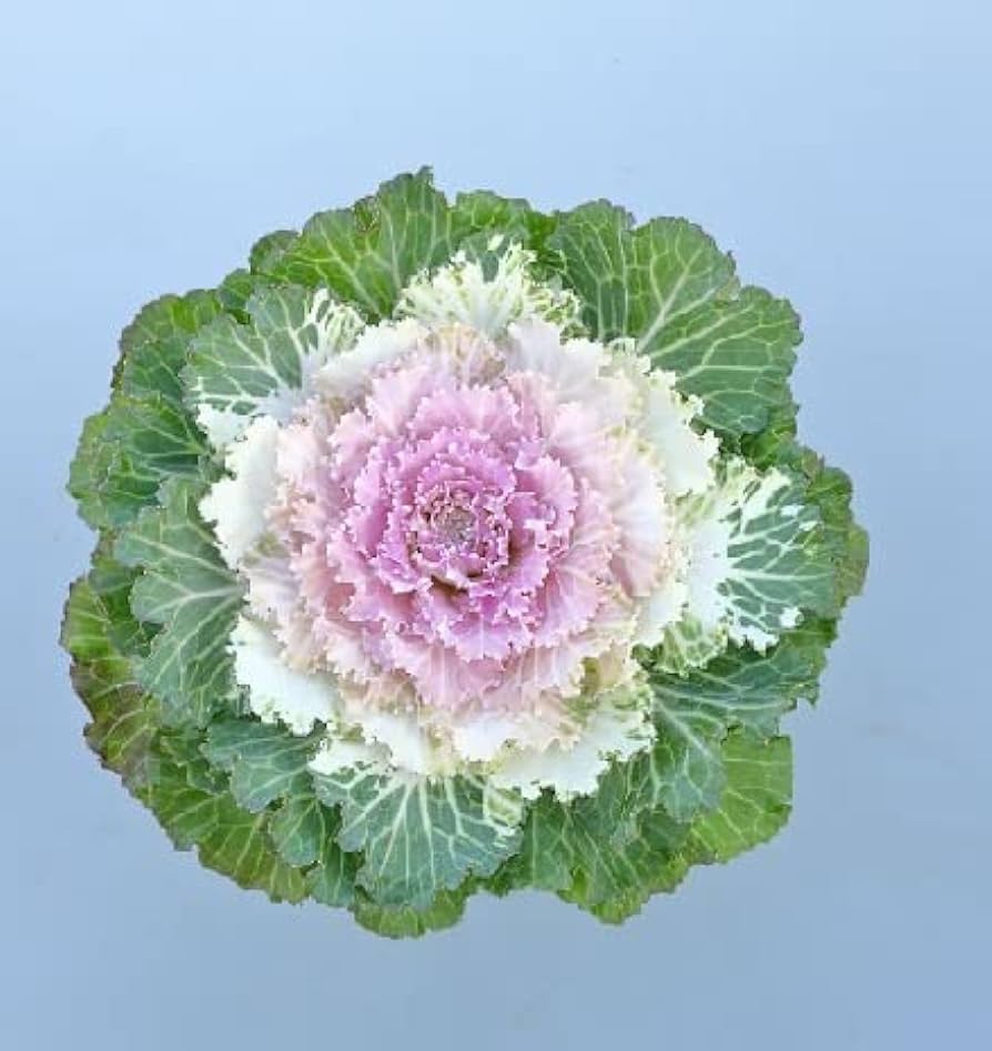 Ornamental Kale 'Osaka iQ Pink Bicolor'