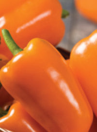 Pepper 'Orange Blaze'