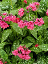 Load image into Gallery viewer, Pulmonaria ‘Shrimps on the Barbie’ Lungwort
