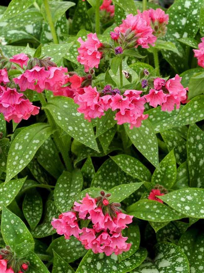 Pulmonaria ‘Shrimps on the Barbie’ Lungwort