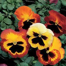 Pansy Delta Pro Classic Fire