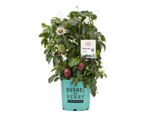 Load image into Gallery viewer, Passiflora &#39;Poppin&#39; Passion&#39; Passion Fruit
