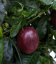 Load image into Gallery viewer, Passiflora &#39;Poppin&#39; Passion&#39; Passion Fruit
