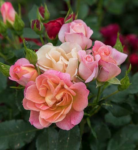 Rosa 'Sunblaze Peach' Rose Bush – Denchfield Nursery, Inc.