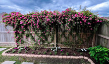 Load image into Gallery viewer, Rosa 'Peggy Martin' Climbing Rose
