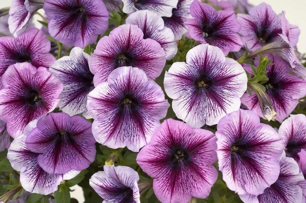 Petunia 'Purple Vein Ray'
