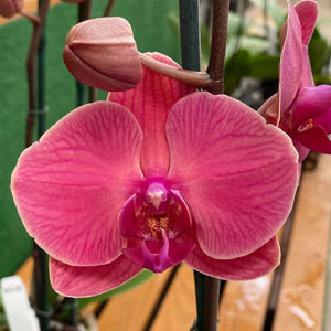 Orchid phalaenopsis