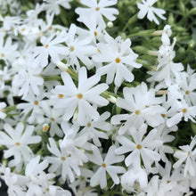 Load image into Gallery viewer, Creeping Phlox subulata 'Snowflake'
