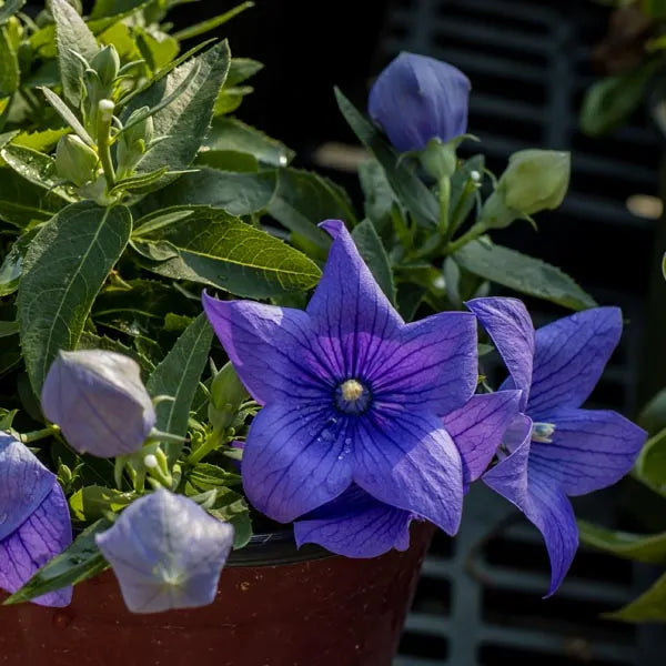 Platycodon 'Popstar Blue' Balloon Flower – Denchfield Nursery, Inc.