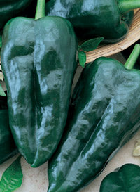 Pepper 'Poblano'