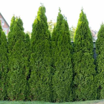 Thuja occidentalis 'Private Jet' Arborvitae – Denchfield Nursery, Inc