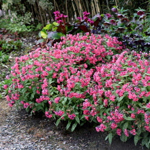Load image into Gallery viewer, Pulmonaria ‘Shrimps on the Barbie’ Lungwort
