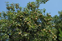 Load image into Gallery viewer, Pyrus communis &#39;Ayers&#39;
