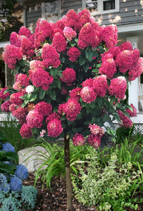Hydrangea paniculata 'Quick Fire Fab' Tree Form – Denchfield Nursery, Inc.