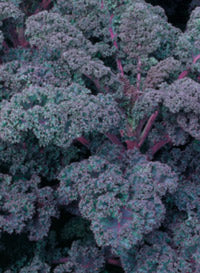 Kale "Redbor"