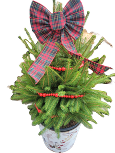 Holiday Norway Spruce Planter