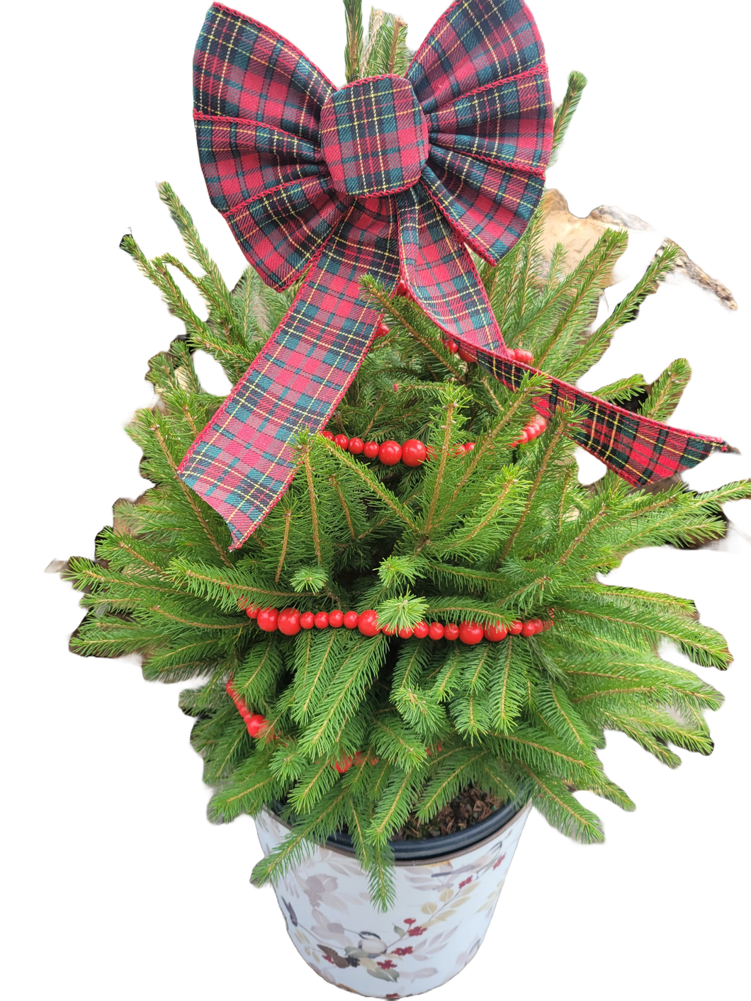 Holiday Norway Spruce Planter