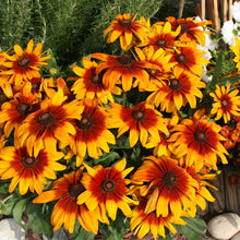 Load image into Gallery viewer, Black-Eyed Susan 'Cappuccino' Rudbeckia hirta

