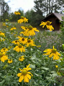 Rudbeckia laciniata 'Cutleaf Coneflower'
