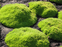 Load image into Gallery viewer, Sagina subulata &#39;Aurea&#39; Scotch Moss
