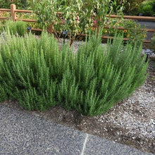 Load image into Gallery viewer, Rosmarinus officinalis 'Chef's Choice'
