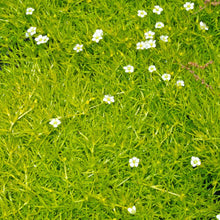 Load image into Gallery viewer, Sagina subulata &#39;Aurea&#39; Scotch Moss
