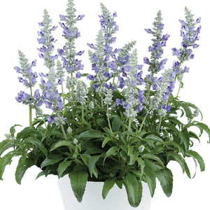 Salvia SF Blue Ice