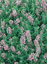 Load image into Gallery viewer, Savory Winter
