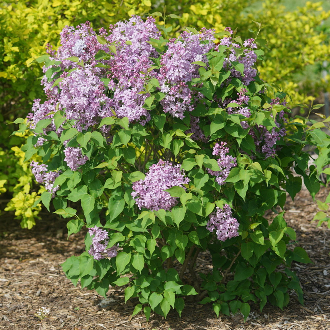 Syringa hyacinthiflora 'Scentara Pura' Lilac