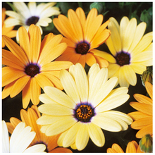 Load image into Gallery viewer, African Daisy Giant Mixed Colors Seeds
