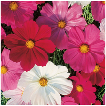 Load image into Gallery viewer, Cosmos Sensation Mixed Colors Seeds
