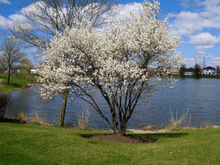 Load image into Gallery viewer, Amelanchier canadensis &#39;Rainbow Pillar&#39; Serviceberry
