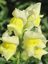 Load image into Gallery viewer, Snapdragon 'Snapshot Yellow'
