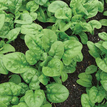 Load image into Gallery viewer, Spinach Bloomsdale Long Standing Seeds
