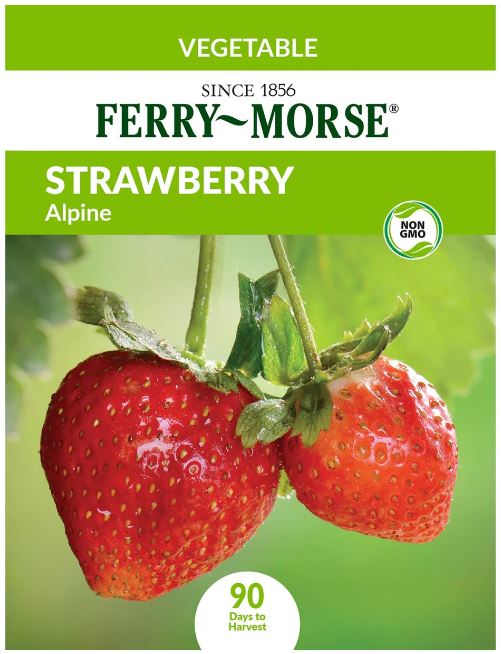 Strawberry Alpine Seeds  Denchfield Nursery, Inc.