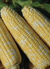 Corn 'Sweet American Dream'