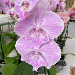 Orchid phalaenopsis