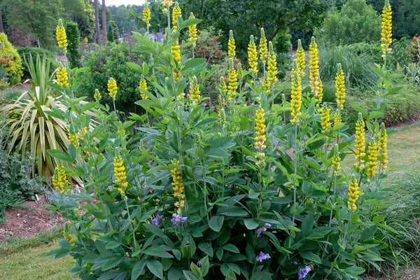 Thermopsis villosa 'Carolina Lupine'