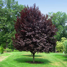 Load image into Gallery viewer, Prunus cerasifera 'Thundercloud' Plum Tree
