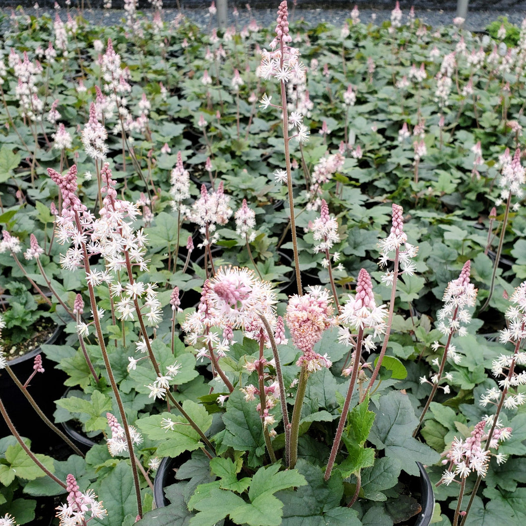 Tiarella cordifolia 'Oakleaf Foamflower'