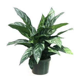 Aglaonema "Tigress"